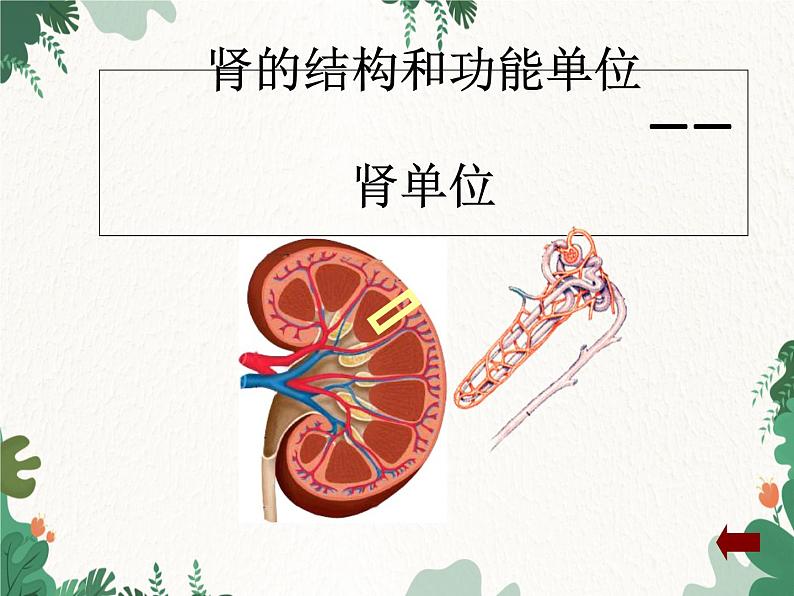 北师大版生物七年级下册 第11章 第2节《尿的形成与排出》课件第8页