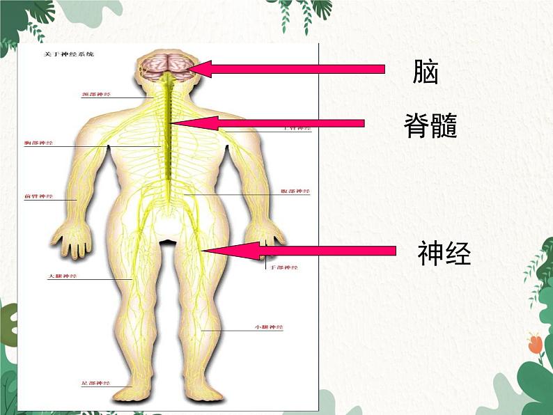 北师大版生物七年级下册 第12章 第1节《神经系统与神经调节》课件05