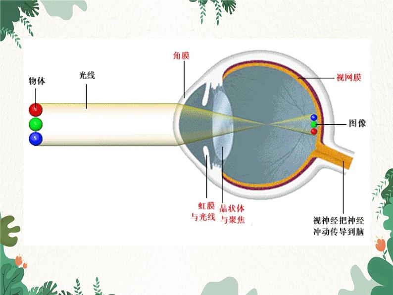 北师大版生物七年级下册 第12章 第2节 《感受器和感觉器官》课件06