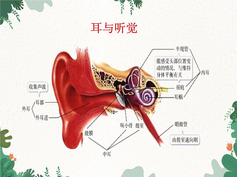 北师大版生物七年级下册 第12章 第2节 《感受器和感觉器官》课件02