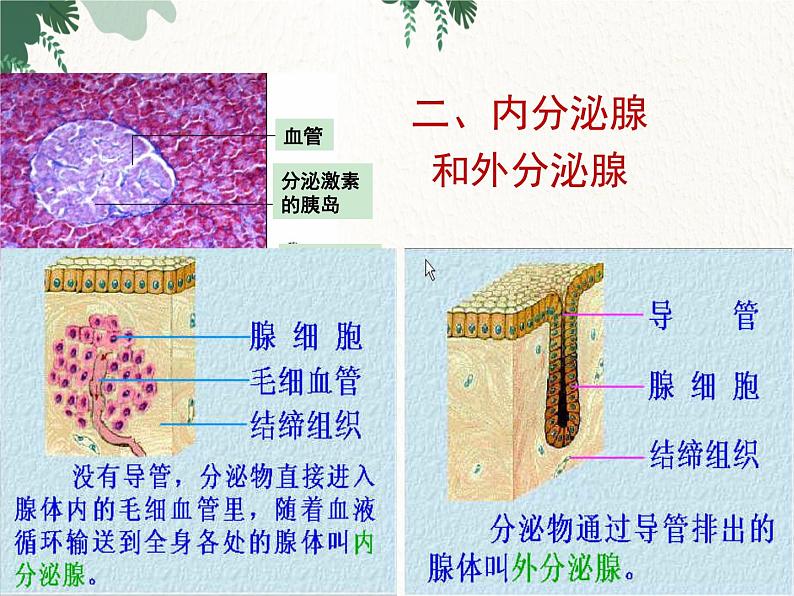 北师大版生物七年级下册 第12章 第3节 《激素调节》课件02