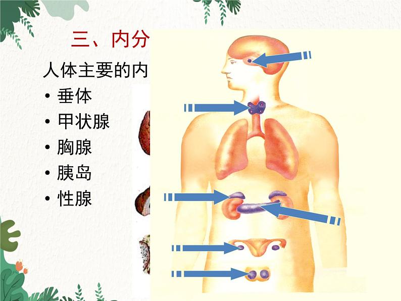 北师大版生物七年级下册 第12章 第3节 《激素调节》课件04