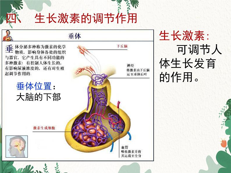 北师大版生物七年级下册 第12章 第3节 《激素调节》课件06