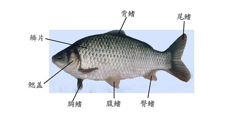 5.10.1+水中的动物课件2023-2024学年苏科版生物七年级下册07