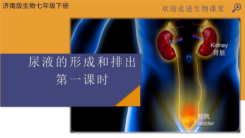 尿液的形成和排出 第一课时 课件第1页