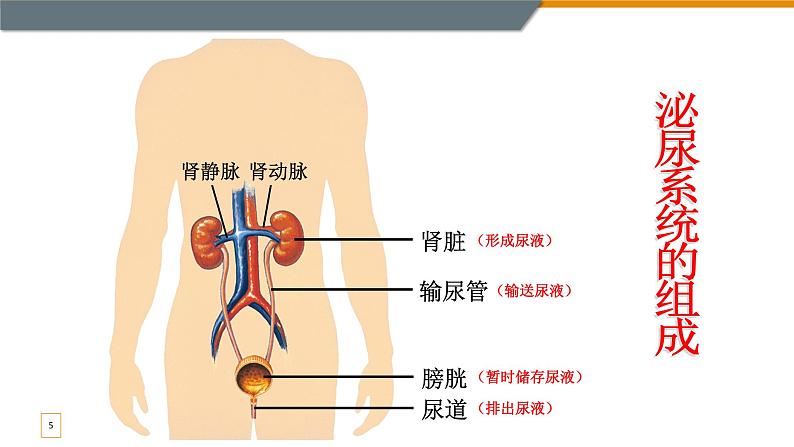 尿液的形成和排出 第一课时 课件第5页