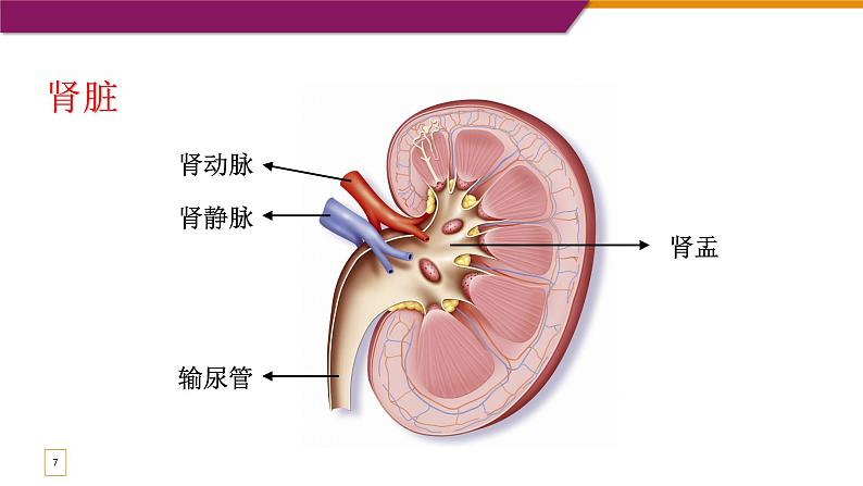 尿液的形成和排出 第一课时 课件第7页