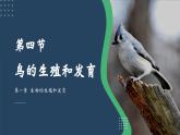 7.1.4鸟的生殖和发育课件2023-2024学年人教版生物八年级下册