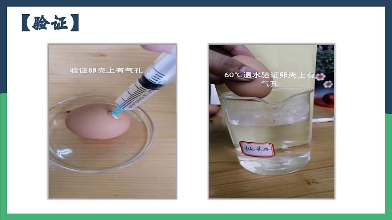 7.1.4鸟的生殖和发育课件2023-2024学年人教版生物八年级下册第5页