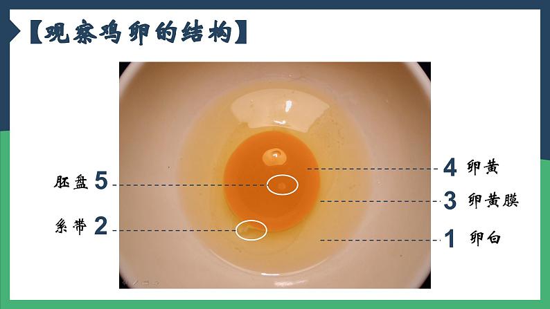 7.1.4鸟的生殖和发育课件2023-2024学年人教版生物八年级下册第7页