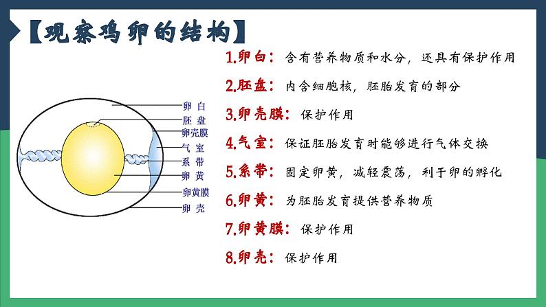 7.1.4鸟的生殖和发育课件2023-2024学年人教版生物八年级下册第8页