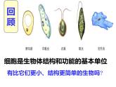 5.5+病毒课件2023--2024学年人教版生物八年级上册