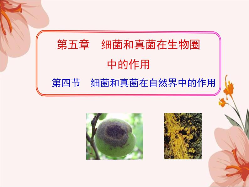 5.4.4+细菌和真菌在自然界中的作用课件2023-2024学年人教版生物八年级上册02