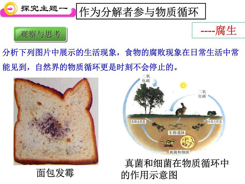 5.4.4+细菌和真菌在自然界中的作用课件2023-2024学年人教版生物八年级上册07