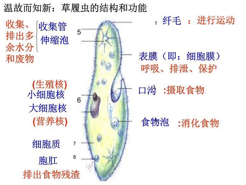 3.1.1+藻类、苔藓和蕨类植物课件2023--2024学年人教版生物七年级上册01