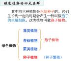 3.1.1+藻类、苔藓和蕨类植物课件2023--2024学年人教版生物七年级上册