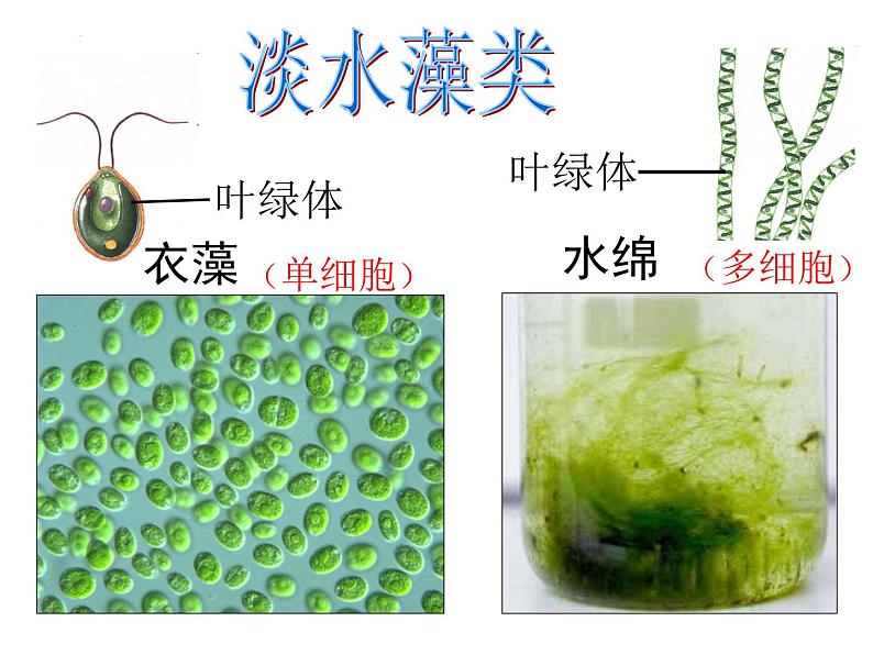 3.1.1+藻类、苔藓和蕨类植物课件2023--2024学年人教版生物七年级上册08