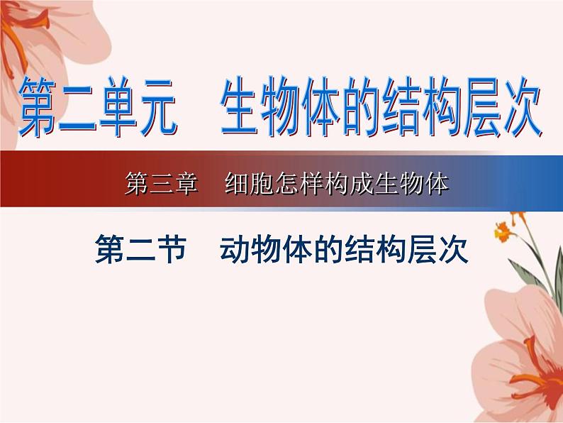 2.2.2+动物体的结构层次课件2023--2024学年人教版生物七年级上册01