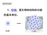 2.2.2+动物体的结构层次课件2023--2024学年人教版生物七年级上册