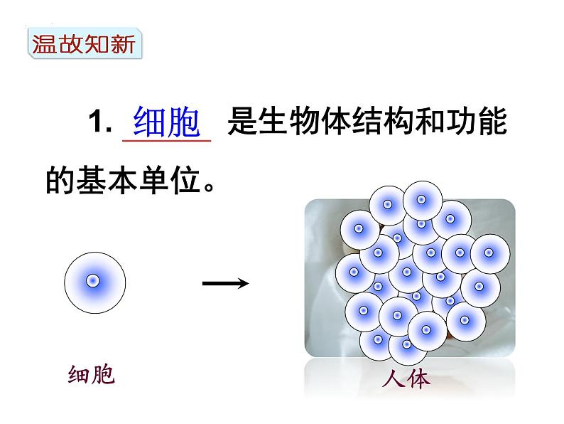 2.2.2+动物体的结构层次课件2023--2024学年人教版生物七年级上册02