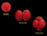 2.2.2+动物体的结构层次课件2023--2024学年人教版生物七年级上册