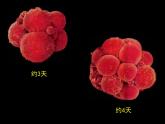 2.2.2+动物体的结构层次课件2023--2024学年人教版生物七年级上册