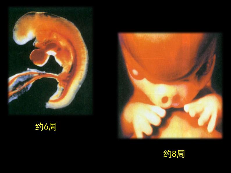 2.2.2+动物体的结构层次课件2023--2024学年人教版生物七年级上册06