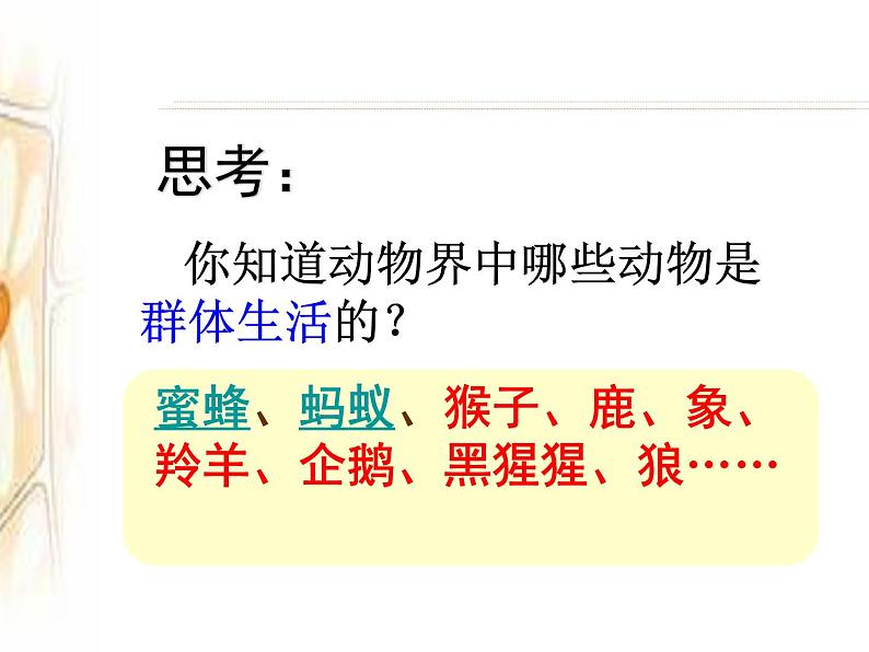 5.2.3 社会行为课件2023-2024学年人教版生物八年级上册05