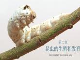 7.1.2 昆虫的生殖和发育课件2023--2024学年人教版生物八年级下册