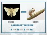 7.1.2 昆虫的生殖和发育课件2023--2024学年人教版生物八年级下册