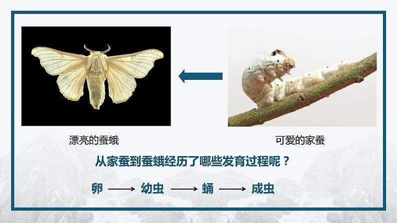 7.1.2 昆虫的生殖和发育课件2023--2024学年人教版生物八年级下册第3页