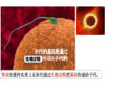 7.2.1基因在亲子代间的传递课件2023--2024学年人教版生物八年级下册