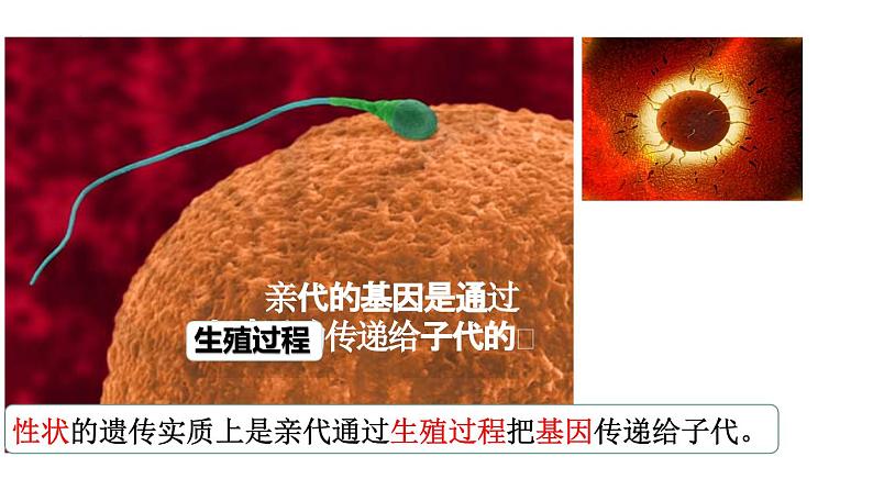 7.2.1基因在亲子代间的传递课件2023--2024学年人教版生物八年级下册05