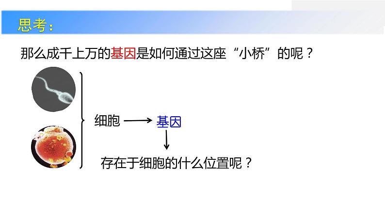 7.2.1基因在亲子代间的传递课件2023--2024学年人教版生物八年级下册08