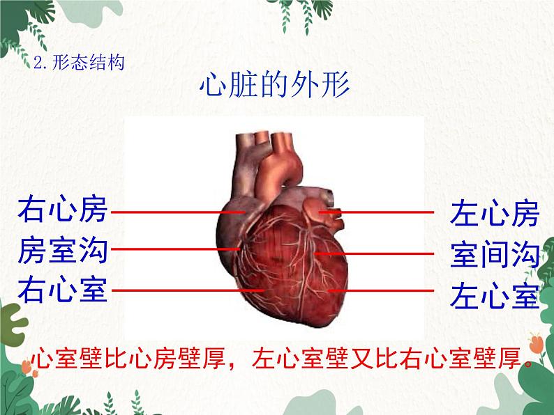 北师大版生物七年级下册 第9章 第2节 《血液循环》课件（第2课时）第5页