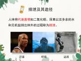 北师大版生物七年级下册 第11章 第1节 《人体产生的代谢废物》课件2