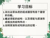 北师大版生物七年级下册 第11章 第2节《尿的形成与排出》课件