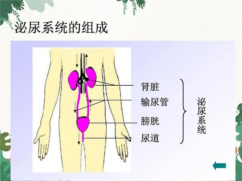 北师大版生物七年级下册 第11章 第2节《尿的形成与排出》课件04