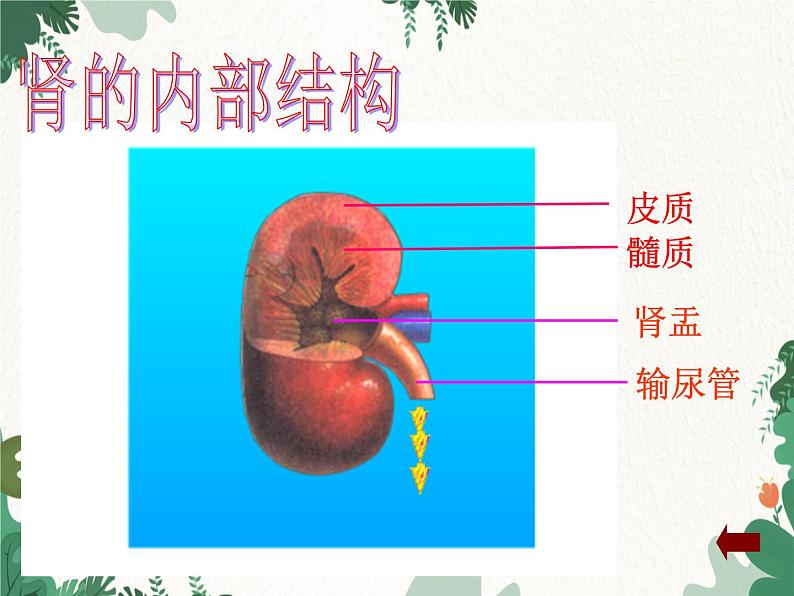北师大版生物七年级下册 第11章 第2节《尿的形成与排出》课件06