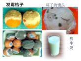 5.4.1++细菌和真菌的分布++课件-2023-2024学年人教版生物八年级上册