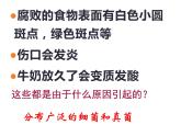 5.4.1++细菌和真菌的分布++课件-2023-2024学年人教版生物八年级上册