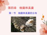 5.4.1++细菌和真菌的分布++课件-2023-2024学年人教版生物八年级上册
