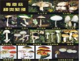 5.4.1++细菌和真菌的分布++课件-2023-2024学年人教版生物八年级上册