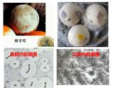 5.4.1++细菌和真菌的分布++课件-2023-2024学年人教版生物八年级上册
