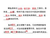 5.1.5++两栖动物和爬行动物++课件-2023-2024学年人教版生物八年级上册