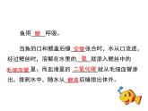 5.1.5++两栖动物和爬行动物++课件-2023-2024学年人教版生物八年级上册