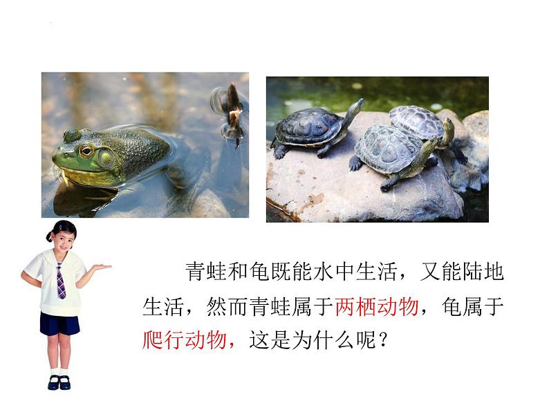 5.1.5++两栖动物和爬行动物++课件-2023-2024学年人教版生物八年级上册第5页