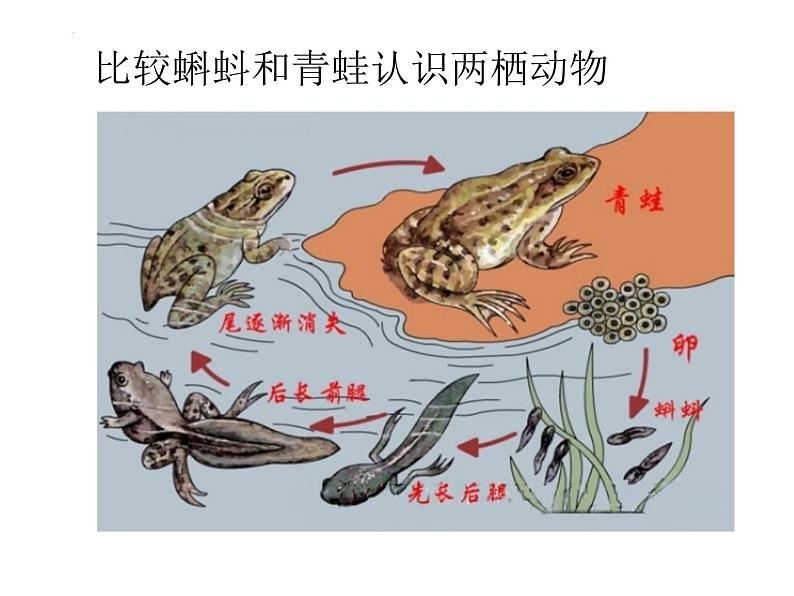 5.1.5++两栖动物和爬行动物++课件-2023-2024学年人教版生物八年级上册第7页