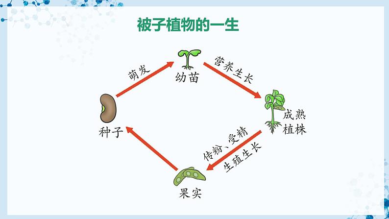 3.2.1 种子的萌发（第1课时）（教学课件） 第3页