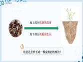 【人教版】七上生物   3.2.2 植株的生长（课件+教案+导学案+练习）